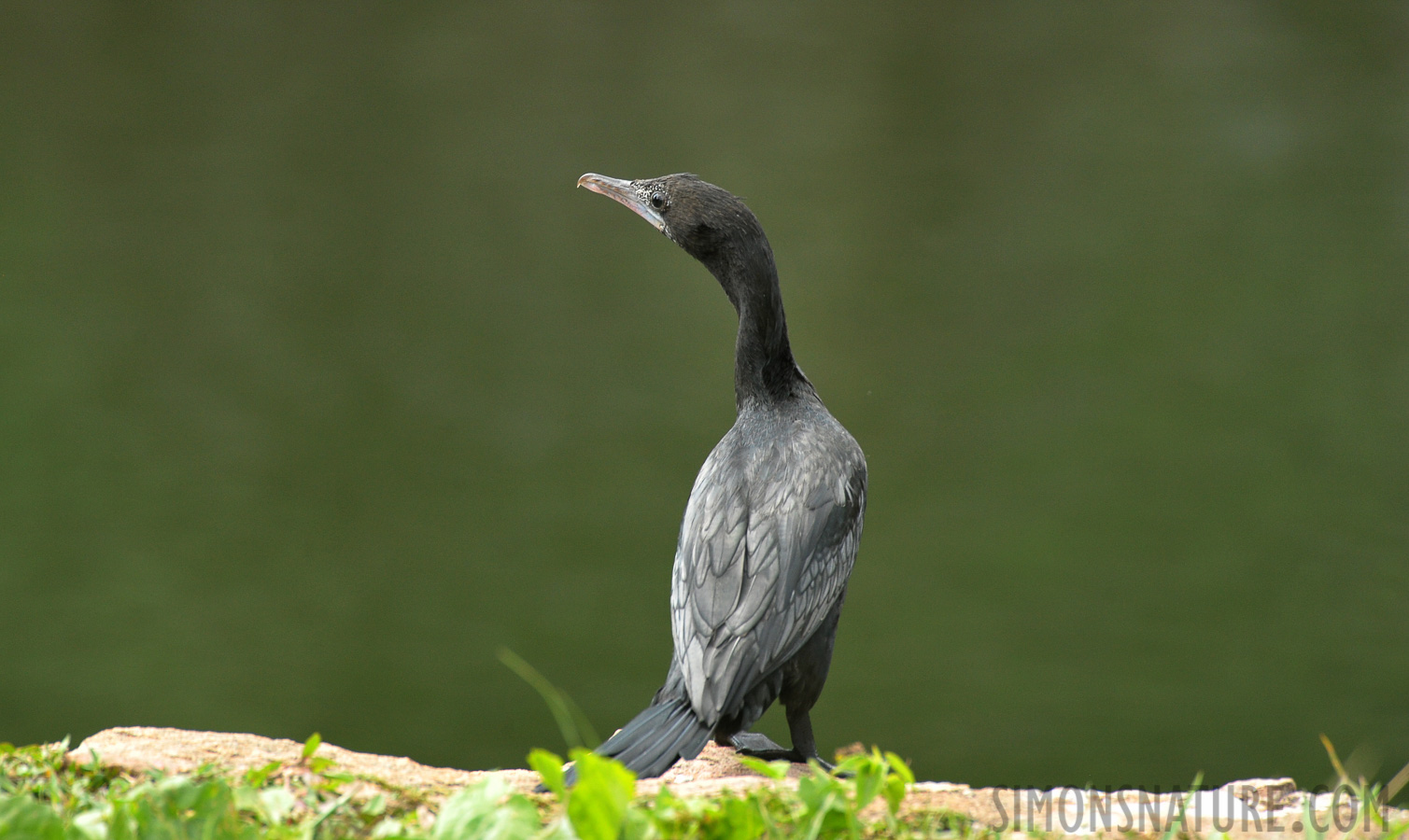 Microcarbo niger [550 mm, 1/320 sec at f / 8.0, ISO 1600]